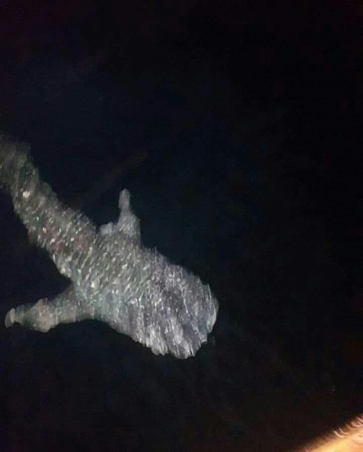 القرش الحوت يظهر ليلا بالغردقة 
